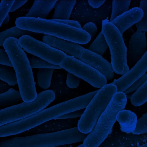 Bakteria Legionella w wodzie: zagrożenia, zapobieganie oraz bezpieczeństwo!